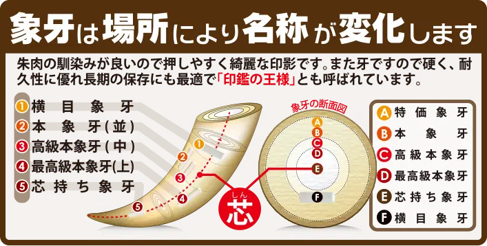 象牙は場所により名称が変化します